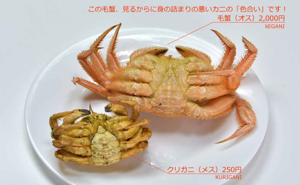 Jj̐F