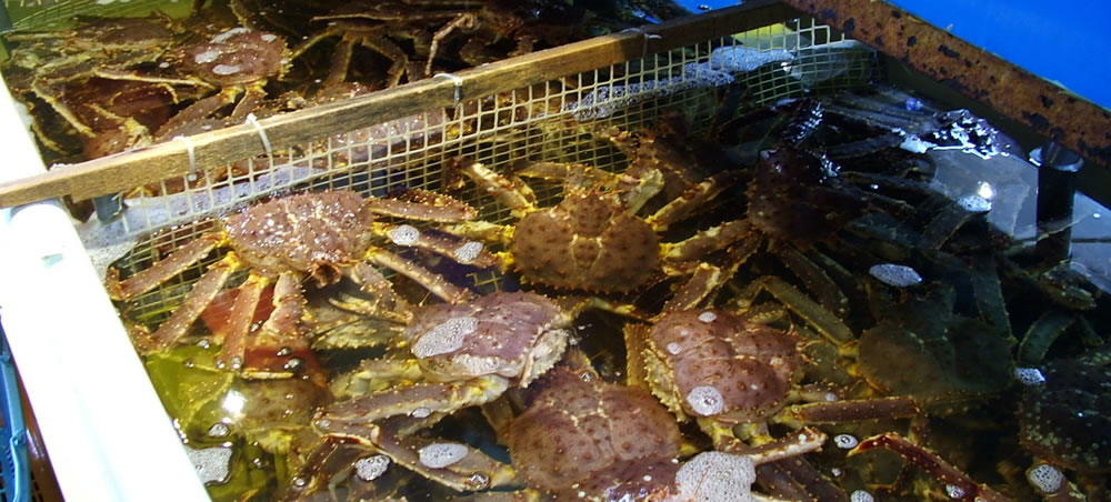 市場のカニ