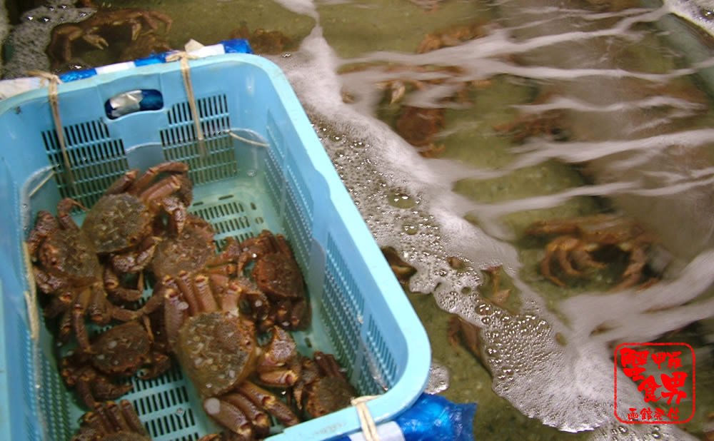 噴火湾産の毛蟹