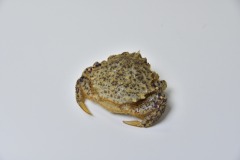 活クリガニ
