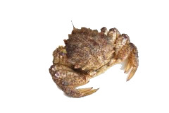 活蟹