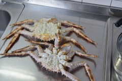 たらばがにオスメスセット