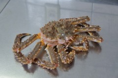 タラバガニ
