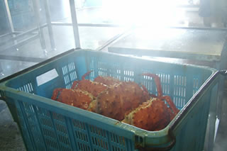 カニ工場