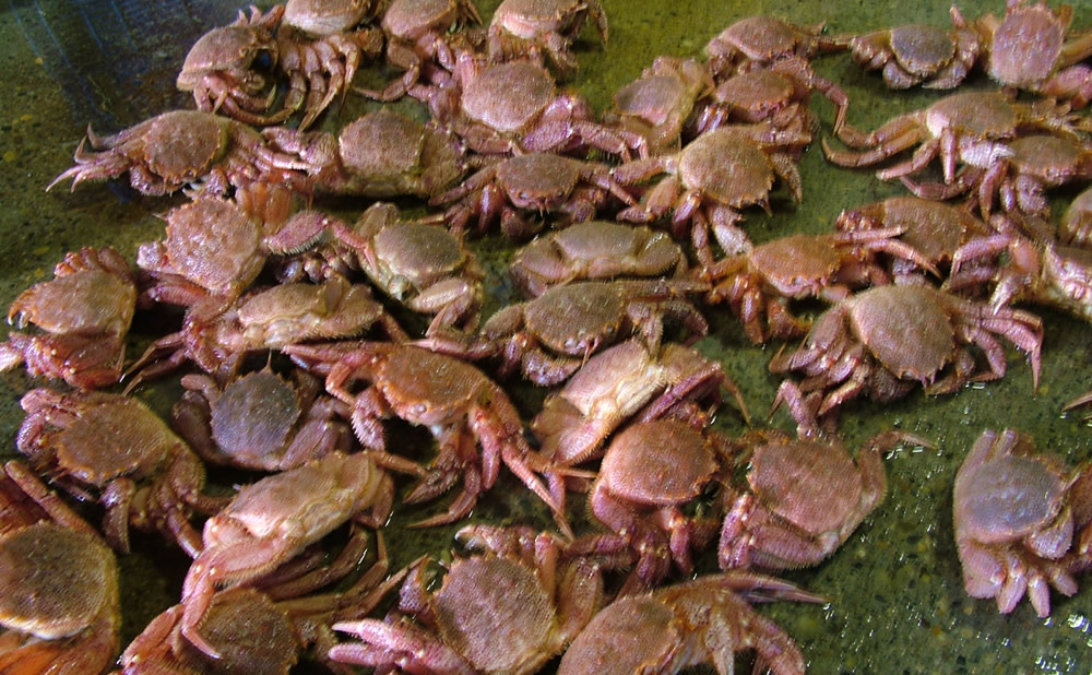 lꂽĖъI