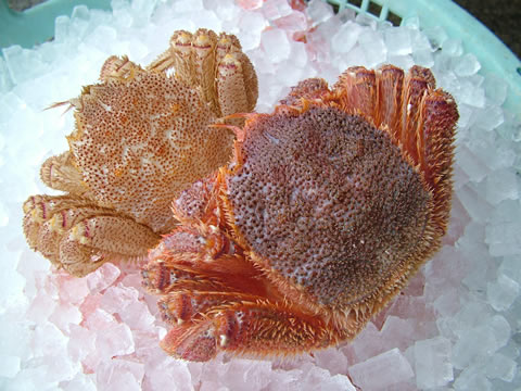 毛蟹